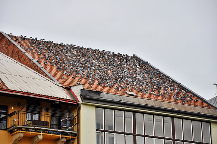 A2B Pest Control are able to install spikes to deter birds from roofs in Haggerston. 