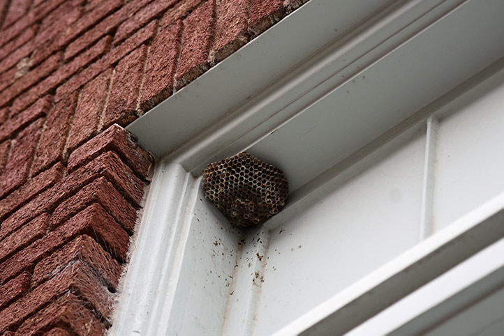 We provide a wasp nest removal service for domestic and commercial properties in Haggerston.
